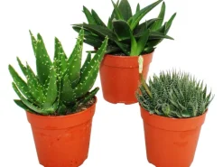 Aloe verschiedene Arten Topf-Ø 12 cm