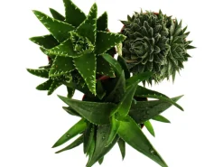 Aloe verschiedene Arten Topf-Ø 12 cm