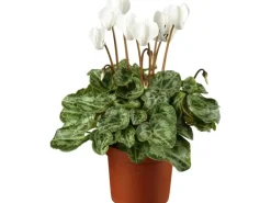 Alpenveilchen Farbmix Topf-Ø ca. 12 cm Cyclamen