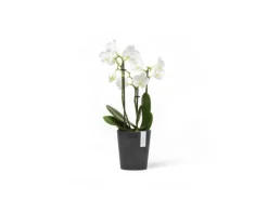 Ecopots Pflanztopf Morinda Dunkelgrau 11 cm x 12,4 cm