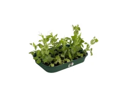 Elho Anzuchtschale Green Basics M 36 cm x 26,5 cm x 6 cm Grün