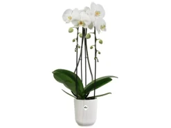 Elho Orchideentopf Vibes Fold Ø 9,2 cm x 14,9 cm Seidenweiß