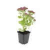 Exotenherz Fette Henne Sedum Telephium Herbstfreude Pflegeleichte Staude 9cm Topf Set mit 40 Pflanzen