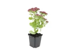 Exotenherz Fette Henne Sedum Telephium Herbstfreude Pflegeleichte Staude 9cm Topf Set mit 40 Pflanzen