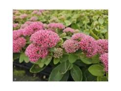 Exotenherz Fette Henne Sedum Telephium Herbstfreude Pflegeleichte Staude 9cm Topf Set mit 40 Pflanzen