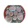 Exotenherz Lithops Lebender Stein Mehrere Pflanzen im 8,5cm Topf