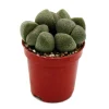 Exotenherz Pleiospilos Nelii Lebender Stein Lebender Granit im 5,5cm Topf