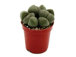 Exotenherz Pleiospilos Nelii Lebender Stein Lebender Granit im 5,5cm Topf