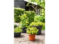 Florus Pflanztopf Fiore Alessia Ø 35 cm anthrazit