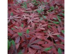 MCW Wandfliese L78 - Ahorn Rot