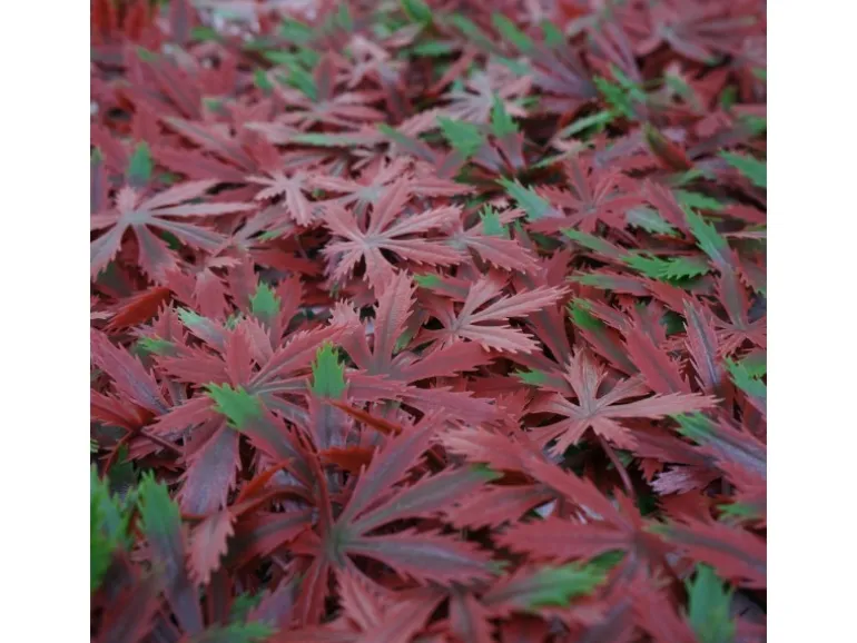 MCW Wandfliese L78 - Ahorn Rot