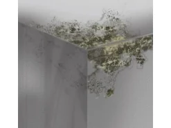 MEM Schimmel-Entferner 500 ml